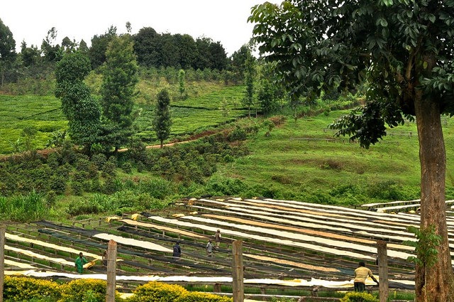 Kenya Thunguri Peaberry - Image 3