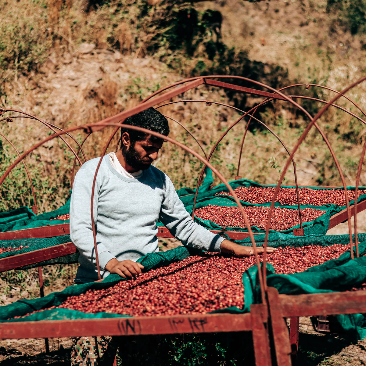 Alternative view of Yemen - Anis Al Hayma CO2 Decaf